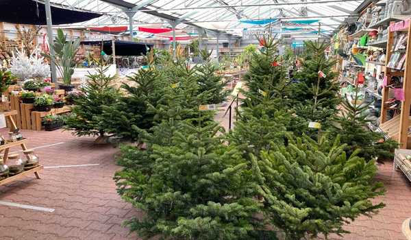 Venez choisir votre Sapin chez Inspirations Jardin !